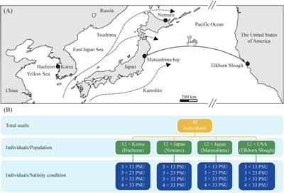 Transcriptomic response to salinity variation in native and introduced mud-tidal gastropod Batillaria attramentaria